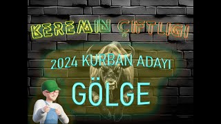 Keremin Çiftliği 2024 Kurbanlık Büyükbaş Gölge   SATILDI