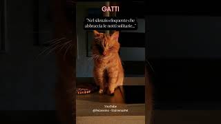 Nel silenzio eloquente che abbraccia le notti solitarie #animali #aforismi #frasedelgiorno #gatto