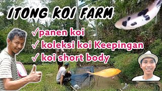 BERKUNJUNG KE ITONG KOI FARM| Panen Koi, Koleksi Koi Keepingan - Koi Short Body