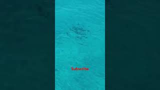 Sharks & Stingrays swim in deep Blue ocean Bimini Bahamas#shark#stingray #swimming#ocean#shortsvideo