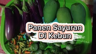 Kegiatan Di Hari Minggu Petik Sayuran