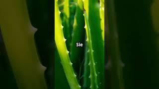 Faszinierende Fakten über Aloe Vera, die du nicht wusstest!  #factsofnature #aloevera