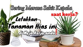 Tanaman Hias Yang Cocok Diletakkan di Meja Kantor