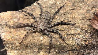 Feeding my Flatty Wall Spider (Selenops sp.)