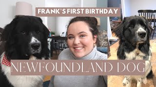 THROWING MY NEWFOUNDLAND DOG A FIRST 🎂🐶Newfoundland dog update| LITERALLY LYDIA