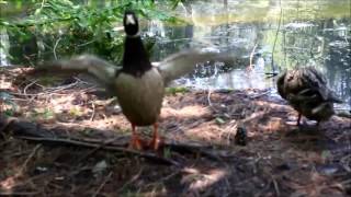 Animals at Norfolk Botanical Gardens