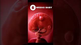 6 ആഴ്ച പ്രായമുള്ള ഭ്രൂണം🤰❤️#malayalam #trending #taalibeeshome #pregnancymalayalam #6weekfetus