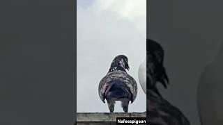 #pigeon #bird #kabutar #shorts #shortsviral #nafeespigeon