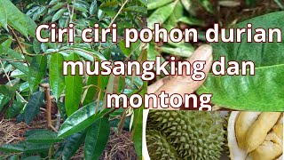 ciri ciri pohon durian musangking dan montong