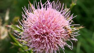 Timelapse of a HoneyBee on a Thistle