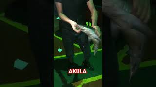 Akula tutduq 😱😱😱-Baby Shark