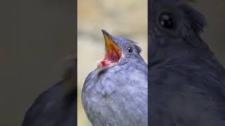 Is it the real sound of this bird #pihagritante #pássaros #curiosidadeanimal #curiosidades