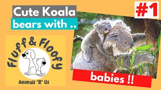 Koalas 1! Koala moms with baby Koalas & amazing Koalas sleep in trees! #shorts