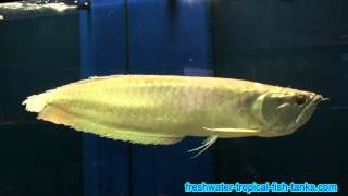 Tropical Fish - Arowana - Osteoglossum bicirrhosum