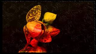 Orchids - Impressionistic Painting