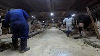 JAPAN DAIRY FARMING - Milking