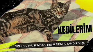 KEDİLERİM - Öğlen Uykusundaki Kedilerimi Uyandırdım