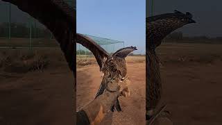 Super slowmotion landing of black kite