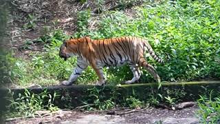 tiger in trivandrum zoo @realistictravelogue