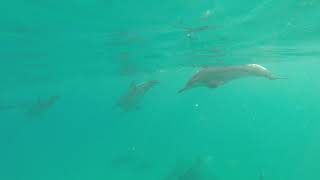 Nager avec les dauphins - Ile  Maurice