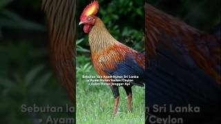 Ayam hutan srilanka memiliki bilu lebat nan indah #ayamhutanlaos #ayamhutanmerah