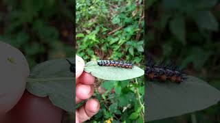 Wow😱😱 Caterpillar#caterpillar.