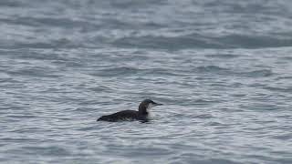 Pacific Diver at Skagen, Denmark, 14 August 2018