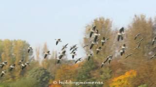 Greylag Geese 23rd October 2016