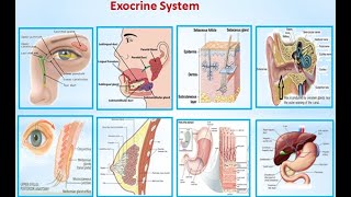 Exocrine Glands| Liver | Gland |My Thoughts on Exocrine Glands