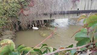 Linate - Un cigno rimane incastrato durante la piena del Lambro