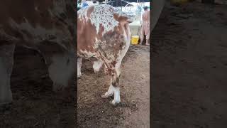 cow mandi ❤️ /Bhains colony cow mandi