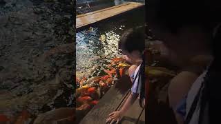 Bermain dengan ikan #bermainsambilbelajar #ikankoi #ikanhias #reels #reel #shorts #fyp #viral