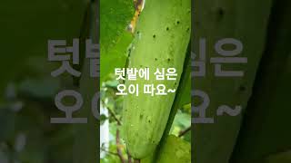 텃밭에 심은 오이 따요~ #오이  #오이따기  #오이무침