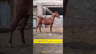 ماشاء الله مهر جامد عمر 6 شهر بدون ورق دم كبريت شخصيه مفيش بعد كدا السعر المطلوب ١٨ الف 01140141777