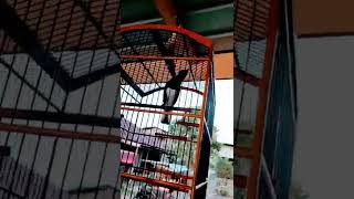 super gacor burung kicau #burung #burungkicau #kacergacor #kacermania #muraibatugacor