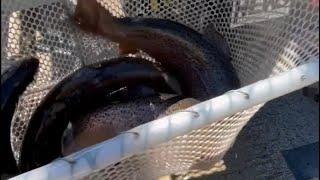 Maine fish stocking brown trout