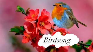 Birdsong #sleep