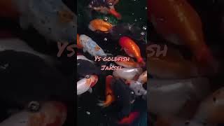 JS GOLDFISH, RANCHU FARM AT JAKARTA #shorts