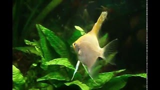 My angelfish - 04/16/09