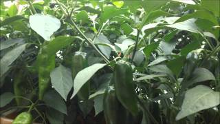 How to grow hot peppers part 9