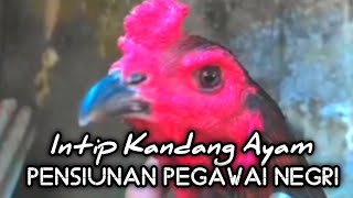 Intip Isi Kandang Ayam Mantan Pensiunan Pegawai Negri