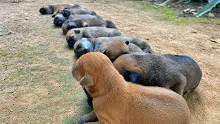 Chó Con 14 Ngày Tuổi Đã Mở Mắt / 14-day-old puppies have opened their eyes