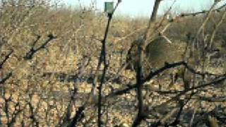 Javelina in Pecos County