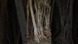 HAINAN TREES... CRAZY ROOTS.