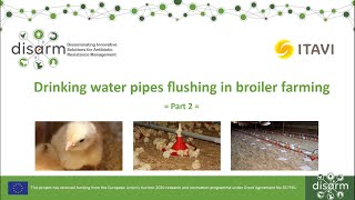 Flushing drinking water pipes in broiler farming (Part 2)