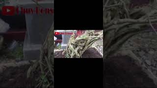 Ganti media&pot bonsai ampelas putih#short