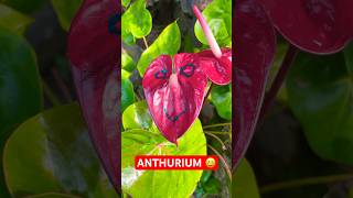 Beautifully drawn 😀 ON ANTHURIUM FLOWER (#andc)