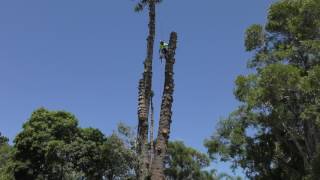 Lowering tree trunk using a drum and rope