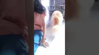 cioo si kucing gemoy #persiancat #longhair #shorts #shorthair #funnycat #cat #kitten #ragdoll