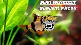 IKAN HIAS MENGIGIT SEPERTI MACAN!!! Ikan hias tiger barb ikan hias yang mengigit seperti macan